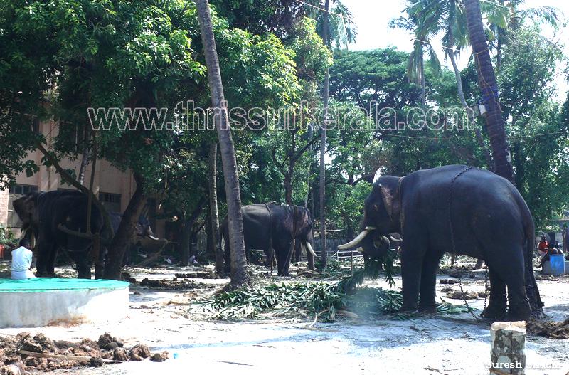 thrissur-pooram-2011- (23)